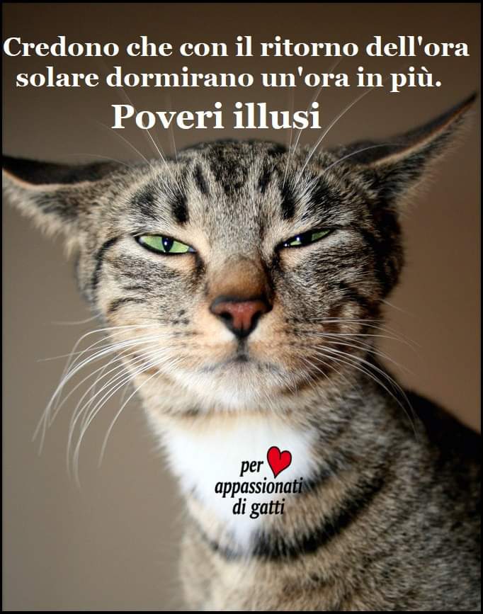 Francy_Murroni's tweet image. #goodmorning #catlovers #solartime 😸😹