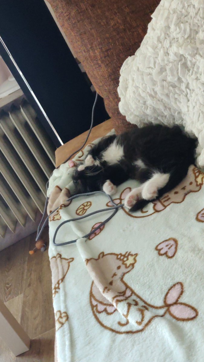 Kubzification's tweet photo. I m blessed qwq er hat sich so schnell hier eingewöhnt und scheint sich mega wohl zu fühlen. Ich bin so erleichtert und glücklich o(〒△〒)o♡*◦º https://t.co/xXmuRNsxXp