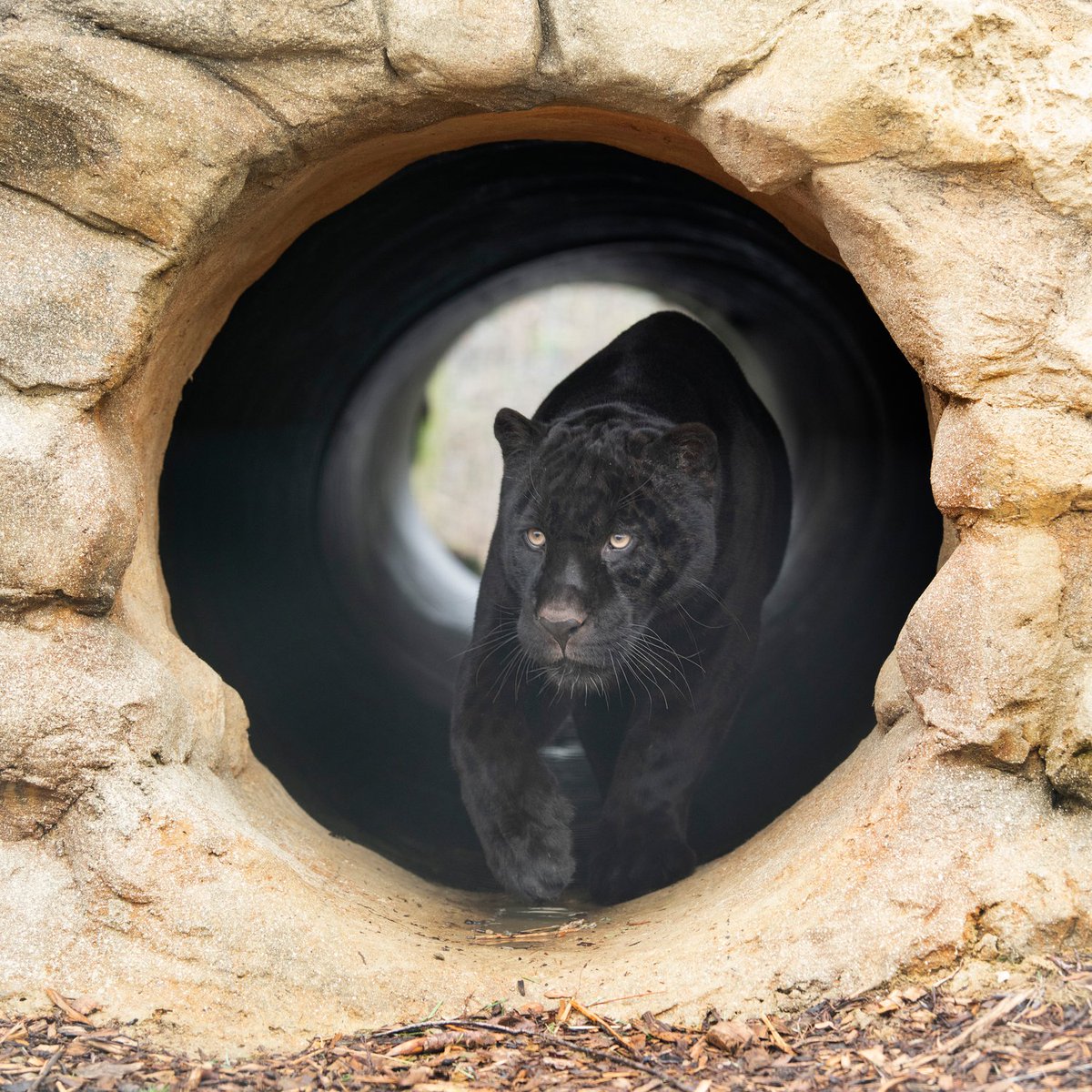 TheBigCatSanct's tweet photo. Happy #NationalBlackCatDay! 
Our Black Cat family has grown in over the past year with the addition on Neron, our male jaguar. Here are our gorgeous trio; Maya, Athena and Neron 🖤
​Photo credit: @almazleaper https://t.co/YRvxYzmLBB