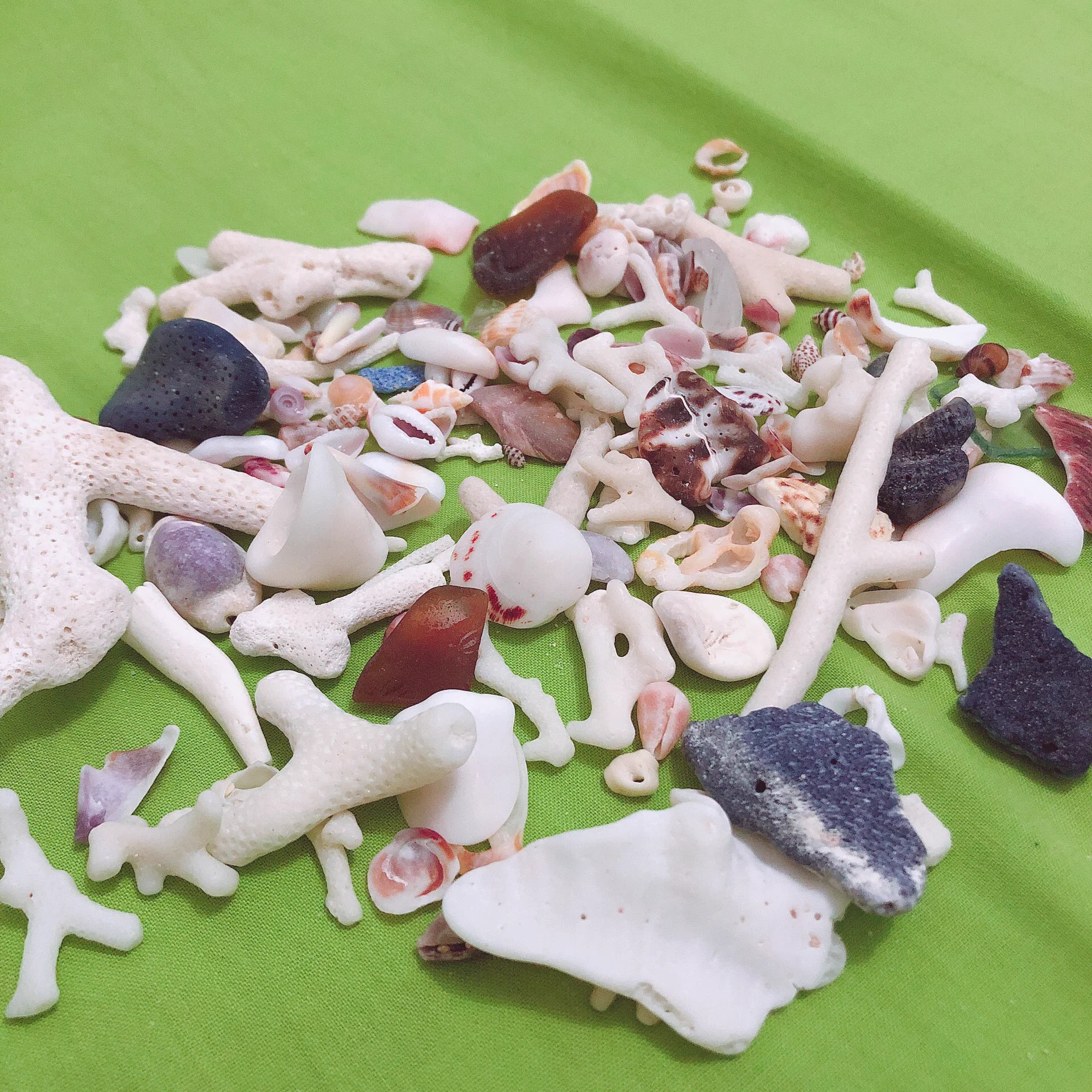 @azukki_ 私は海に行くと貝殻やサンゴをたくさん探しています。 