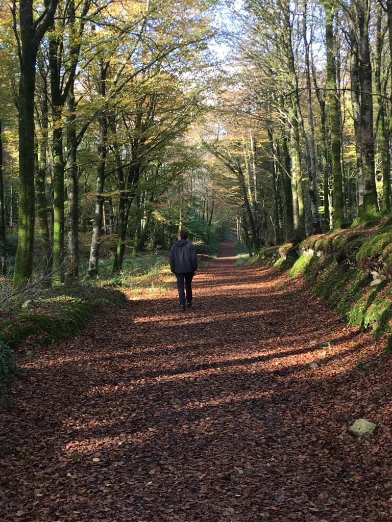cbbarlow's tweet image. Out and about @ Mullaghmeen Forest.