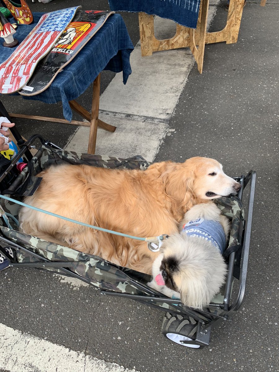 ベラビスタ 鹿沼市花木センターで行われていたサンリーフマーケットに行ってきた 植物イベントなんだけど わんちゃんグッズやめだかすくい 子供向けアクティビティや盆栽展 おもと展とか盛りだくさでした サンリーフマーケット ベラビスタ 鹿沼市花木センターで行われていたサンリーフマーケットに行ってきた 植物イベントなんだけど わんちゃんグッズやめだかすくい 子供向けアクティビティや盆栽展 おもと展とか盛りだくさでした サンリーフマーケット