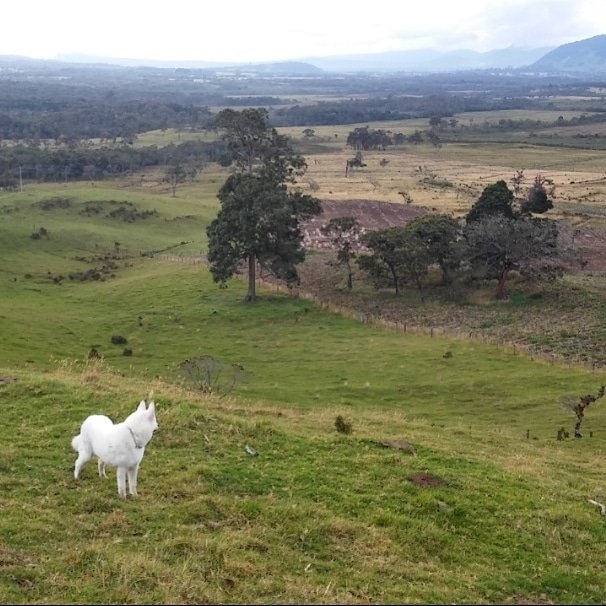 colombia1319's tweet photo. Recuerdos 2015 Valencia Cauca #lobosiberiano #wolf #wordwolf #popayancity #livemusic #dogsofinstagram #furfriend #mydogiscutest #perrosfelices #wolves #dogwalking #dogwalk #doglive #lifedog #lobo #colombian #wolfhybrid #natgeohub #dogoftheday #dogloversclub #live https://t.co/6aIogdh8YL
