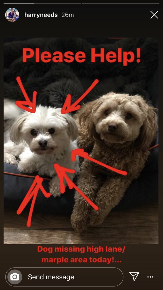 fi_fitz's tweet photo. Please keep your eyes peeled for Pablo and share. Anyone in Marple/Disley area in particular. If any sightings please get in touch xx https://t.co/gqyt4G27mr