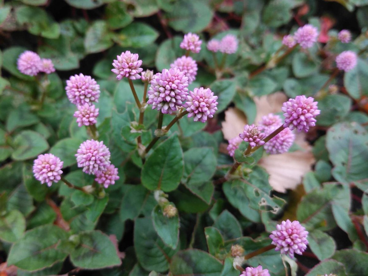 開歌 かいか こんばんはー W お花紹介156 姫蔓蕎麦 ヒメツルソバ 花言葉は 気が利く 愛らしいなど 金平糖みたいに丸いけど 本当は小さい花が集まって出来てるみたい 寒さに強いけど 暑さや乾燥には弱いらしい 青木眞歩 T Co 開歌 かいか こんばんはー W お花紹介156 姫蔓蕎麦 ヒメツルソバ 花言葉は 気が利く 愛らしいなど 金平糖みたいに丸いけど 本当は小さい花が集まって出来てるみたい 寒さに強いけど 暑さや乾燥には弱いらしい 青木眞歩 T Co