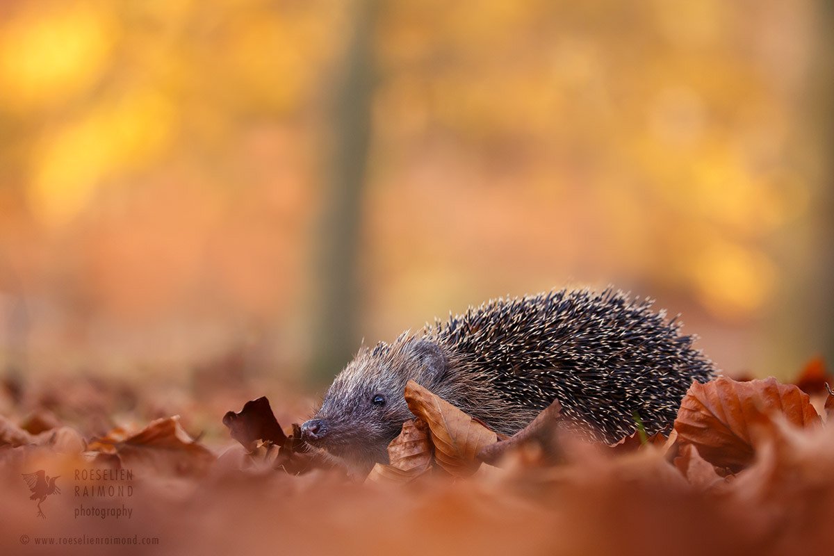 Обыкновенный ёж. Страница ежик. Ежик осень. Страница ежик. Осень звери.
