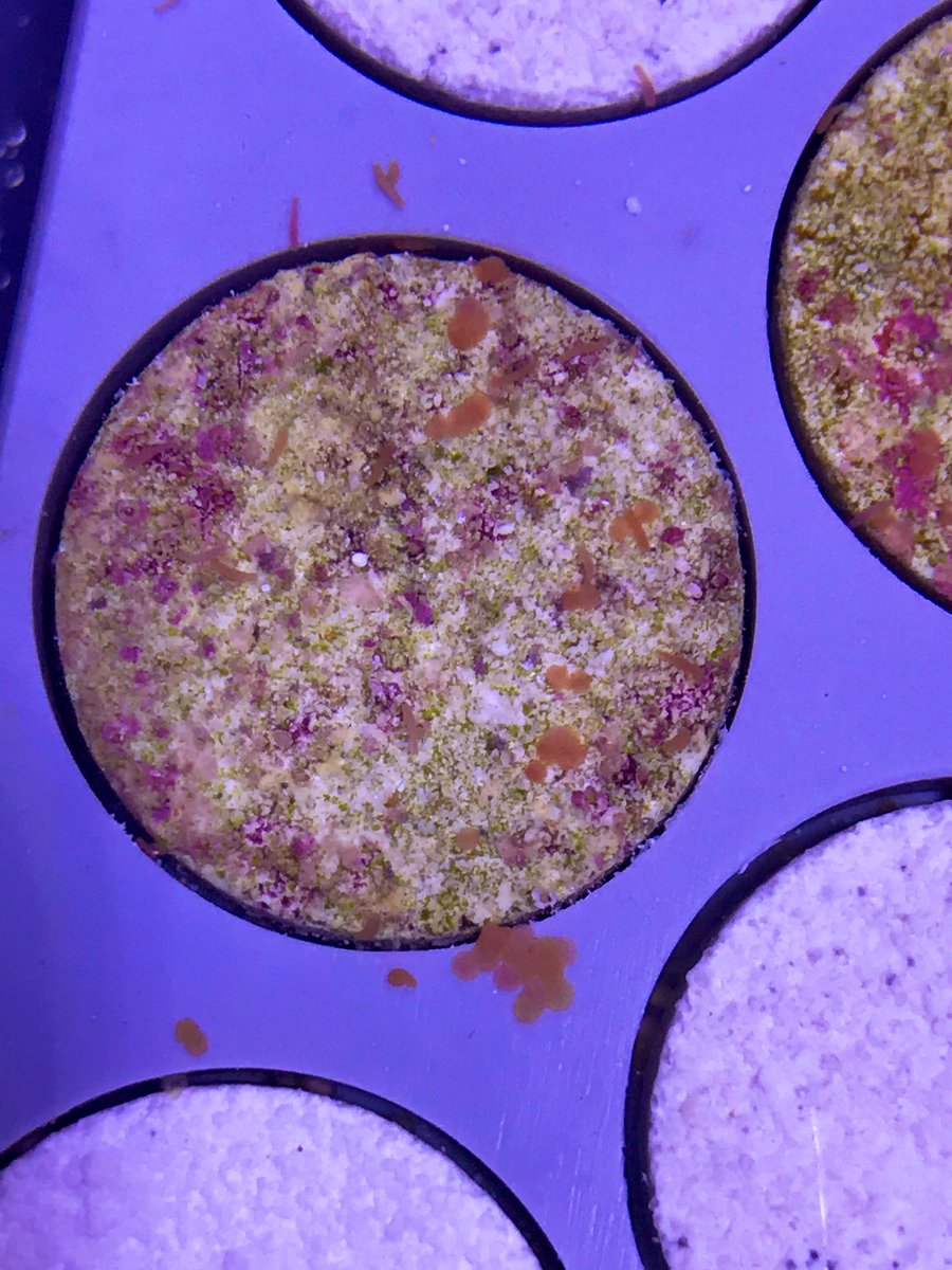 Jennifer Matthews (@tinyscientist) on Twitter photo I wish to name this #settlementSunday!! The #coral larvae are starting to settle nicely on our plugs <a href="/SeaSim_AIMS/">SeaSim</a> - hopefully we will see lots of recruits soon!
<a href="/PaigeStrudwick/">Paige Strudwick</a> <a href="/NadineBoulotte/">Dr. Nadine Boulotte</a> <a href="/beachchick999/">Lisa McComb</a> <a href="/Paula_Gomez4/">Paula Gomez Alvarez</a> I wish to name this #settlementSunday!! The #coral larvae are starting to settle nicely on our plugs <a href="/SeaSim_AIMS/">SeaSim</a> - hopefully we will see lots of recruits soon!
<a href="/PaigeStrudwick/">Paige Strudwick</a> <a href="/NadineBoulotte/">Dr. Nadine Boulotte</a> <a href="/beachchick999/">Lisa McComb</a> <a href="/Paula_Gomez4/">Paula Gomez Alvarez</a>