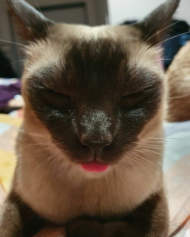 MiylaBae's tweet photo. 😝😝😝😝😝 #newcatemoji
.
.
.
#catsofinstagram #catstagram #catsofsouthbank #tonki #tonkinese https://t.co/6W1vFoVJeV https://t.co/P0FIpU6j0i
