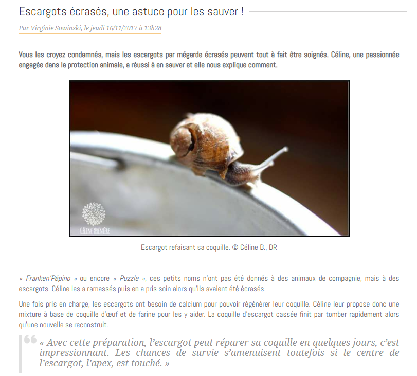 Escargots Ecrases Une Astuce Pour Les Sauver Soigner Son Animal