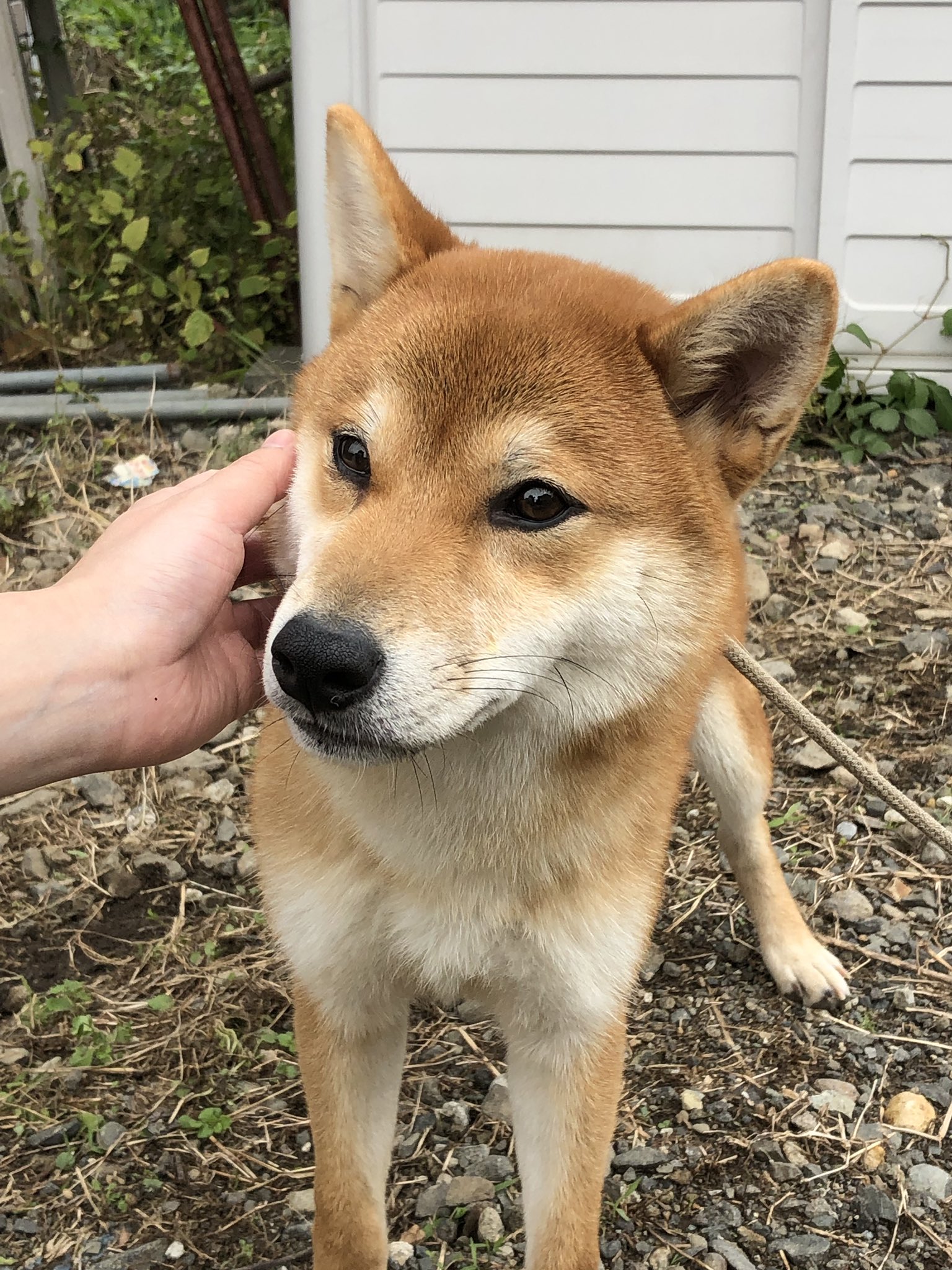 永野 きゅう 迷子犬探してます 今日の16時 福島市 の アミーゴ の駐車場で柴犬のマル 8ヶ月 が脱走してしまいました 首輪から抜けてしまった為 無しの状態です すごく臆病な性格です 見かけた方ご連絡いただけますと幸いです 福島 迷子犬