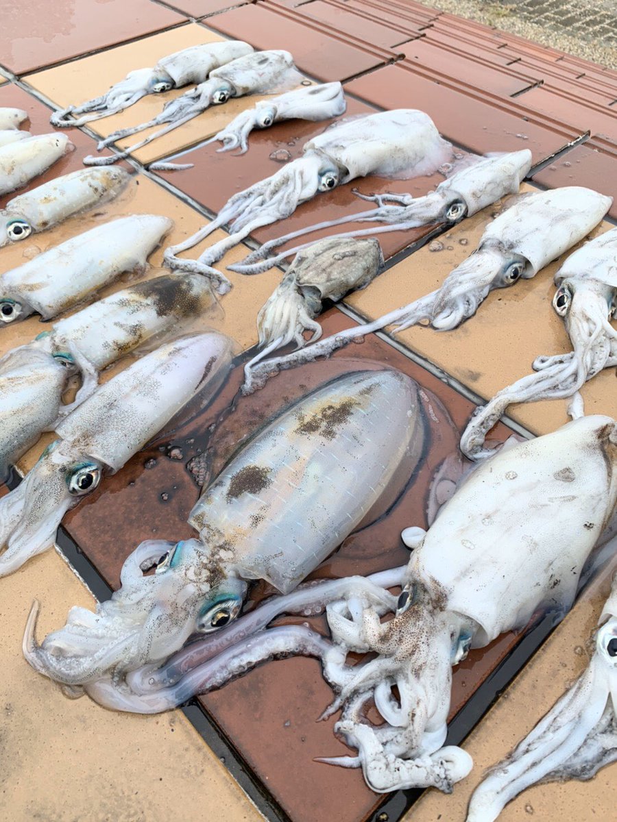yaaaaaaamanfish tweet picture