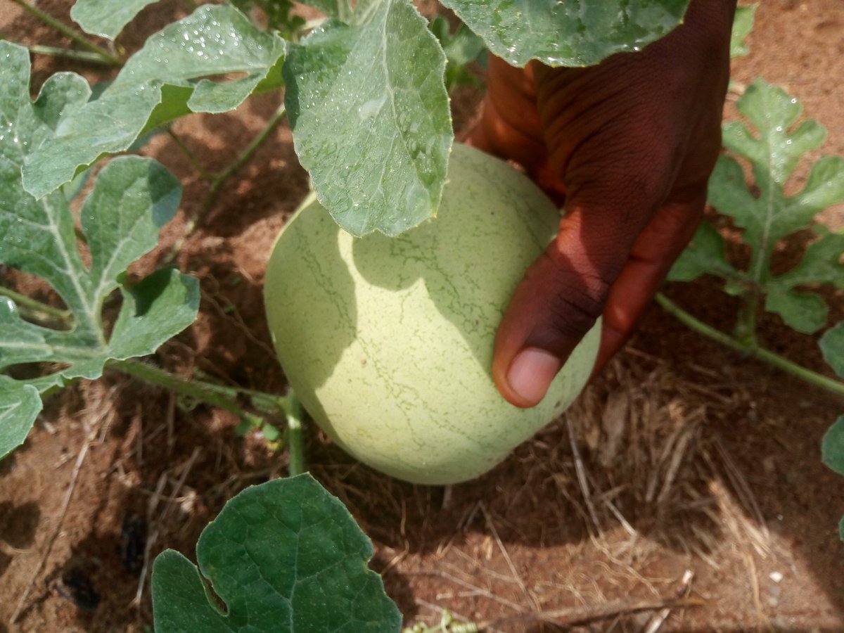 Dioums25's tweet photo. Le défi agricole. 

La réussite appartient aux guerriers 👨‍🌾. https://t.co/HgEbC3eOCS