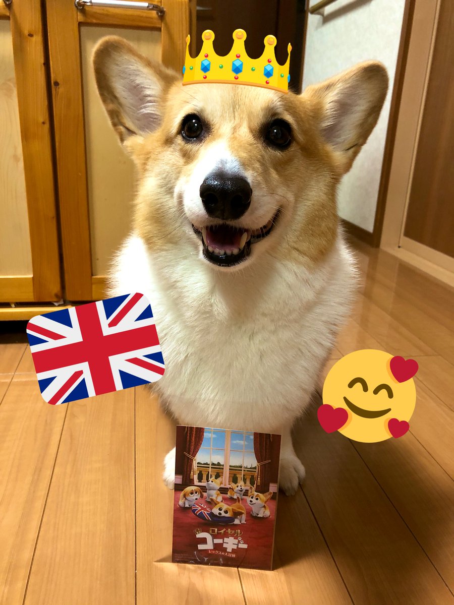 ロイヤルコーギー