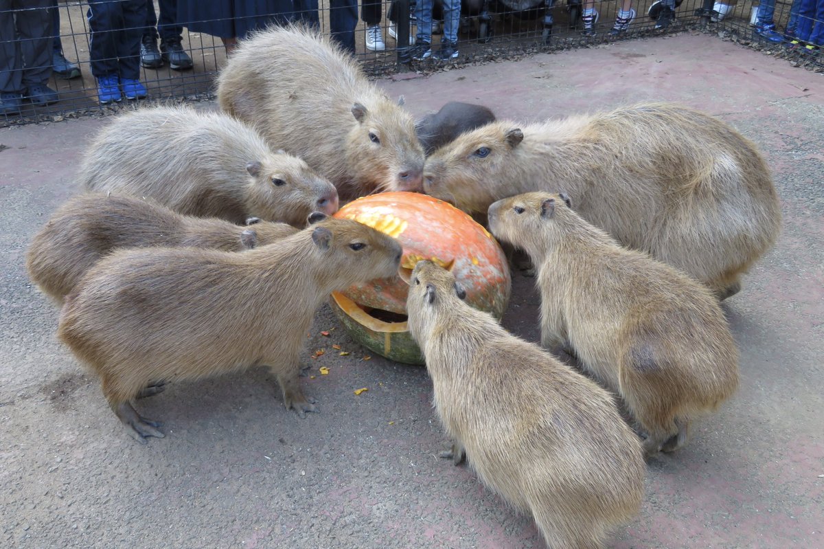 埼玉県こども動物自然公園 公式 大きいおばけかぼちゃは 8月に開催したカピリンピック カピバラのスイカ早食い競走の副賞です 伊豆シャボテン動物公園さんからいただいたのですが とっても大きいかぼちゃなので みんなで囲んで食べていました