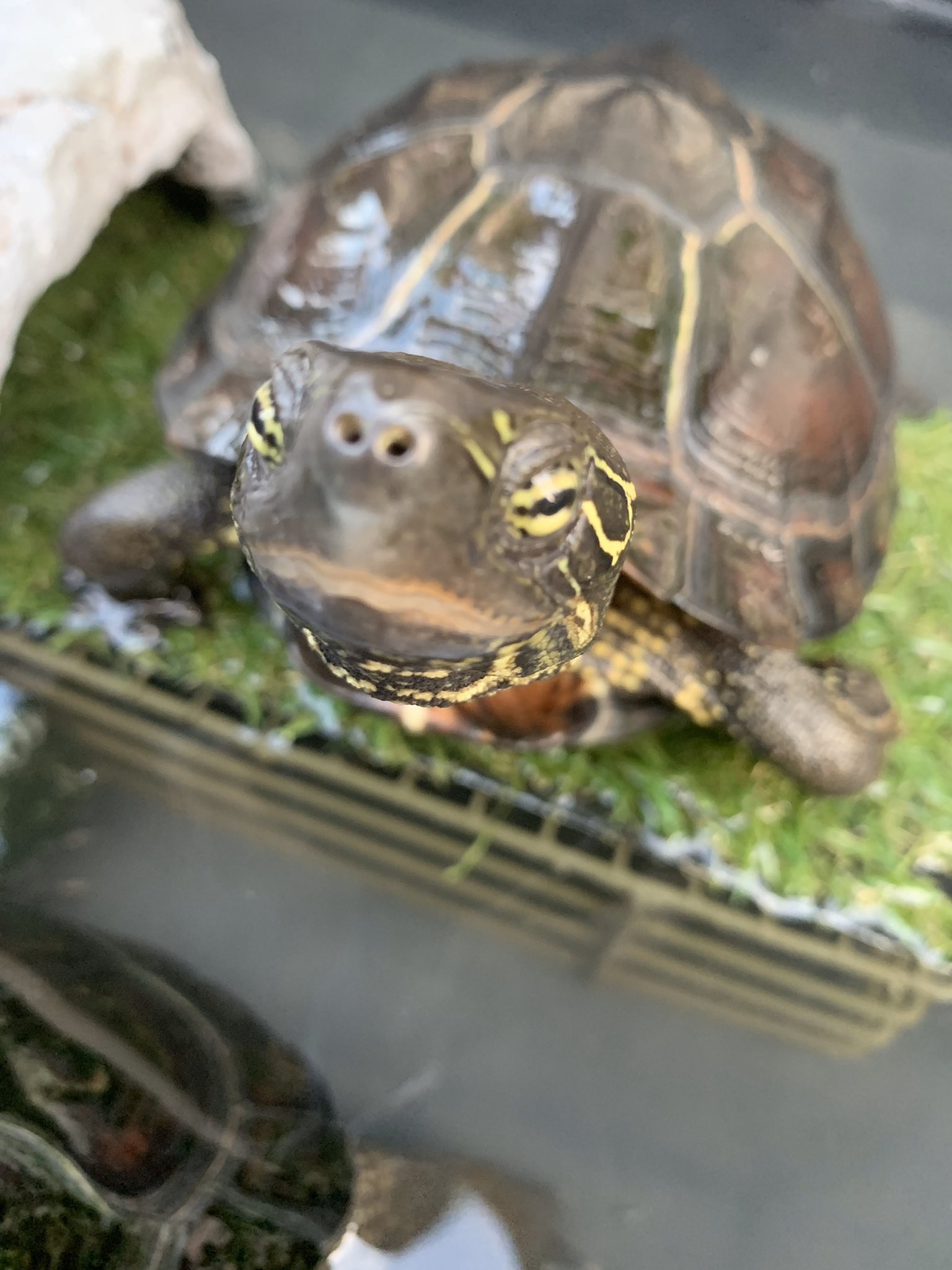 もふもふ動画 ひっくり返った亀を助ける猫 T Co 1vg0oqlahn Twitter