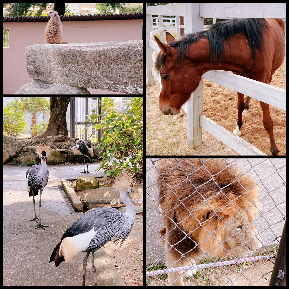 今日は動物たちと戯れてきました!
みんな可愛かったなー🥰
ぬい主従も一緒におデート! 