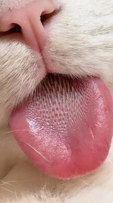 marillion13's tweet photo. #Bleps4ESA #BigBlep, happy #SundayFunday from Gizzy, Thori, now angel Sisi &amp; momcat to all our furriends, I can´t tag all of you... 
😛😛😛😽😽😽💖💖💖
@MorrisAnimal @catswithnohope @TrooperTHKitten @Dafluffarooniez @thedailypippin @MoetBlindCat @ChampyPants @ColeTheBlackCat https://t.co/BUBlEWDyMb
