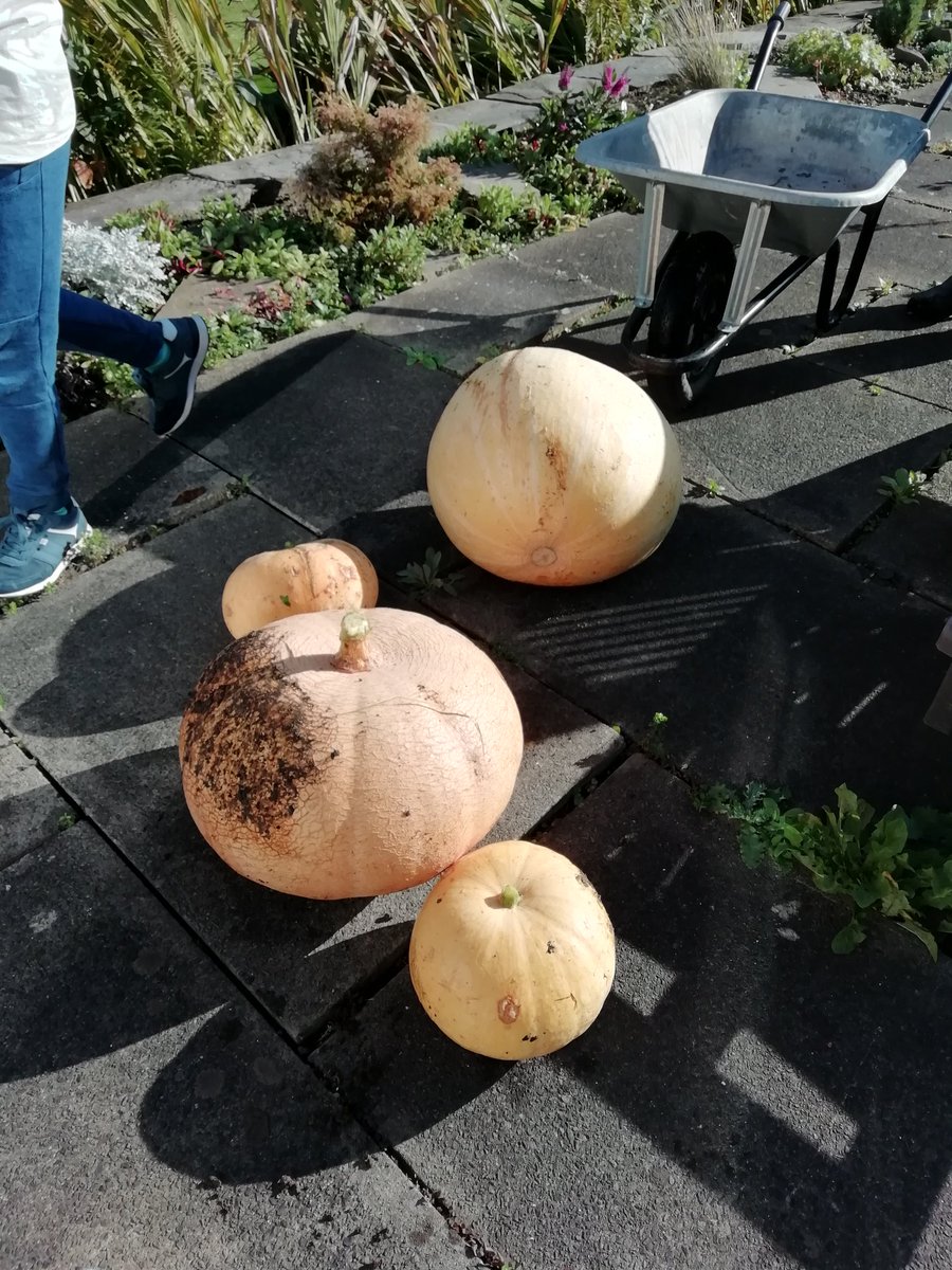literacy_loves's tweet photo. #harvest #pumpkingrowing with #grandparents #heaviest was a whopping 3 stone 11 pounds 🍁🌾🍂💕💕💕 https://t.co/WatVdtbTBa