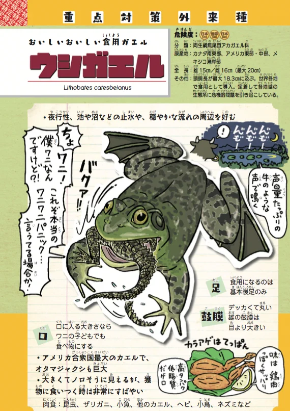 ローカル　食用ガエル ウラケン・ボルボックス📚重版出来‼️『だいたいヒトがやらかしました