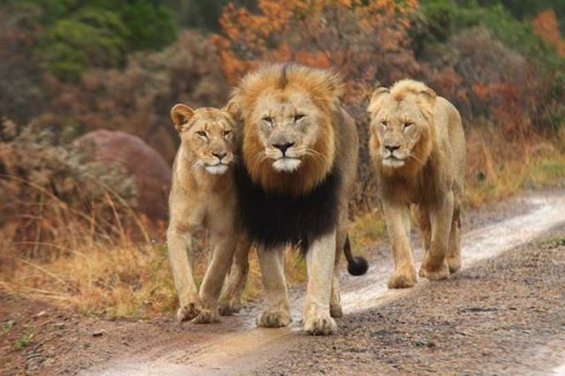 AAAC North Houston tweet media