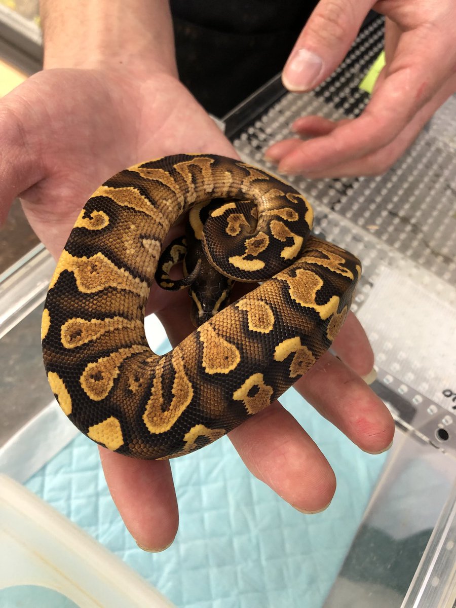 Noriyuki Sato ボールパイソン ファントムイエローベリー 爬虫類倶楽部仙台店さんからお迎えしました さん タツタさんオススメの子 ボールパイソン ファントムイエローベリー 爬虫類倶楽部仙台店 爬虫類好き