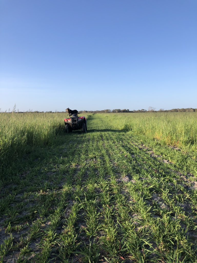 TimMetcalfe16's tweet photo. A strip of Tucana oats in a paddock of Saia oats. Seems the cattle have a preference!! https://t.co/Wbu3XP5dBx