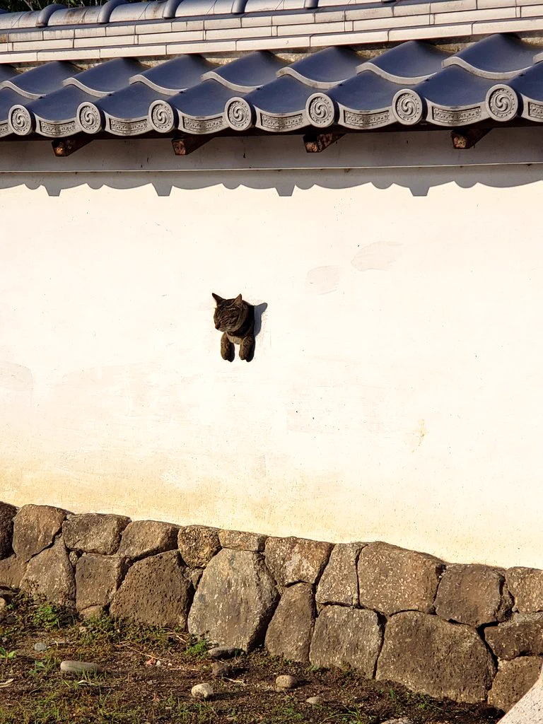 犬山城の塀で日向ぼっこしてる猫にいやされるwww