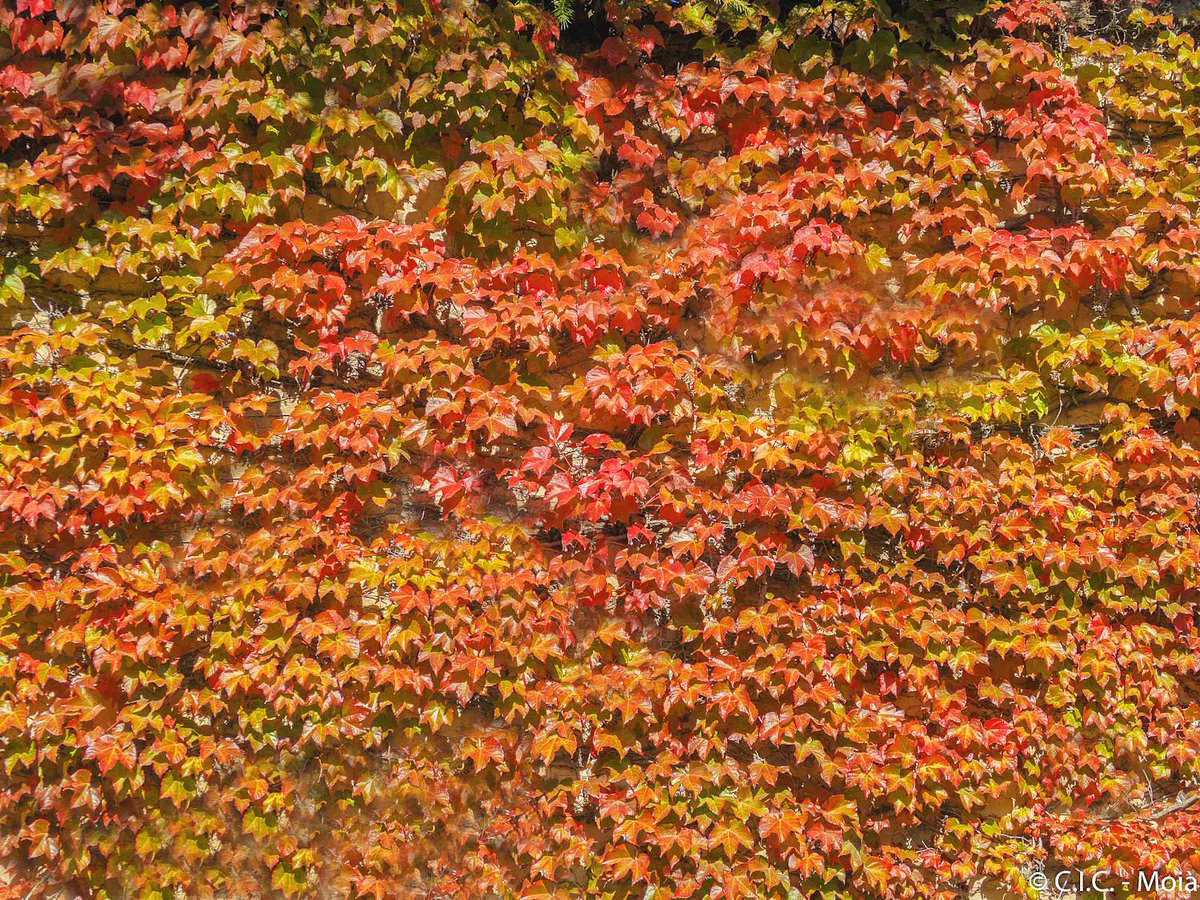 Detalls de #tardor per #Moià #Moianès <a href="/meteocat/">Meteocat</a> #324eltemps <a href="/bcnmoltmes/">Barcelona és molt més</a> <a href="/catexperience/">Catalunya Experience</a> <a href="/AlfredRPico/">Alfred Rodríguez Picó</a> <a href="/ARAmeteo/">ARA Méteo</a> <a href="/meteorac1/">Meteorologia RAC1</a> <a href="/meteo8aldia/">meteo8aldia</a> <a href="/alcantara_alb/">Alberto Alcántara</a> <a href="/rbartolisala/">Ramon Bartolí Sala</a> <a href="/gemmapuigf/">Gemma Puig Feliu</a> <a href="/SoniaPapell/">Sònia Papell Caimons</a> <a href="/eloicordomi/">Eloi Cordomí Montoya</a> <a href="/Cat_Meteo/">Catalunya Méteo</a> @MeteoMauri