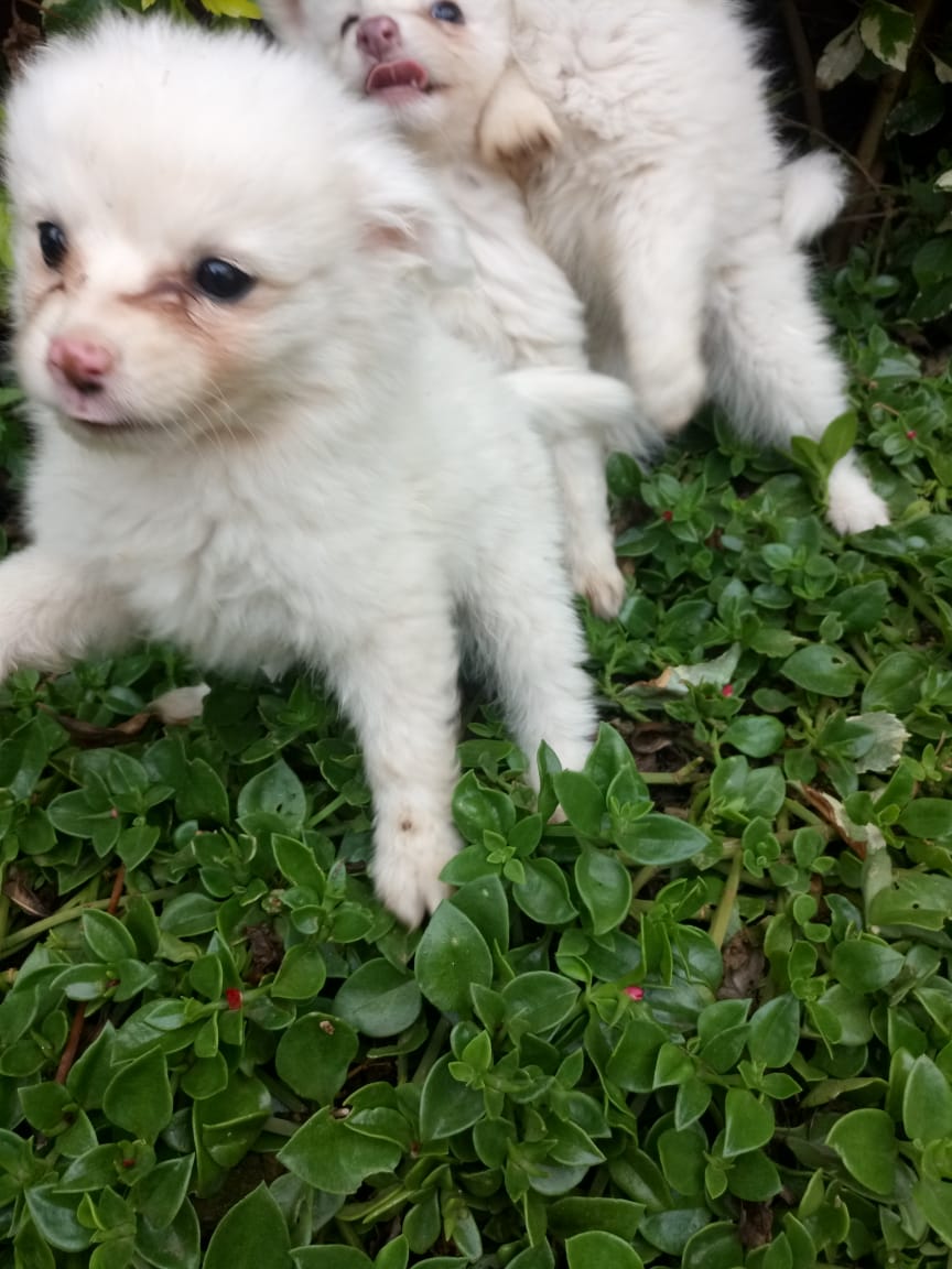 JamatelA's tweet photo. #Puppies #Forsale.contact 0792603759 https://t.co/TWMJCDZVLg