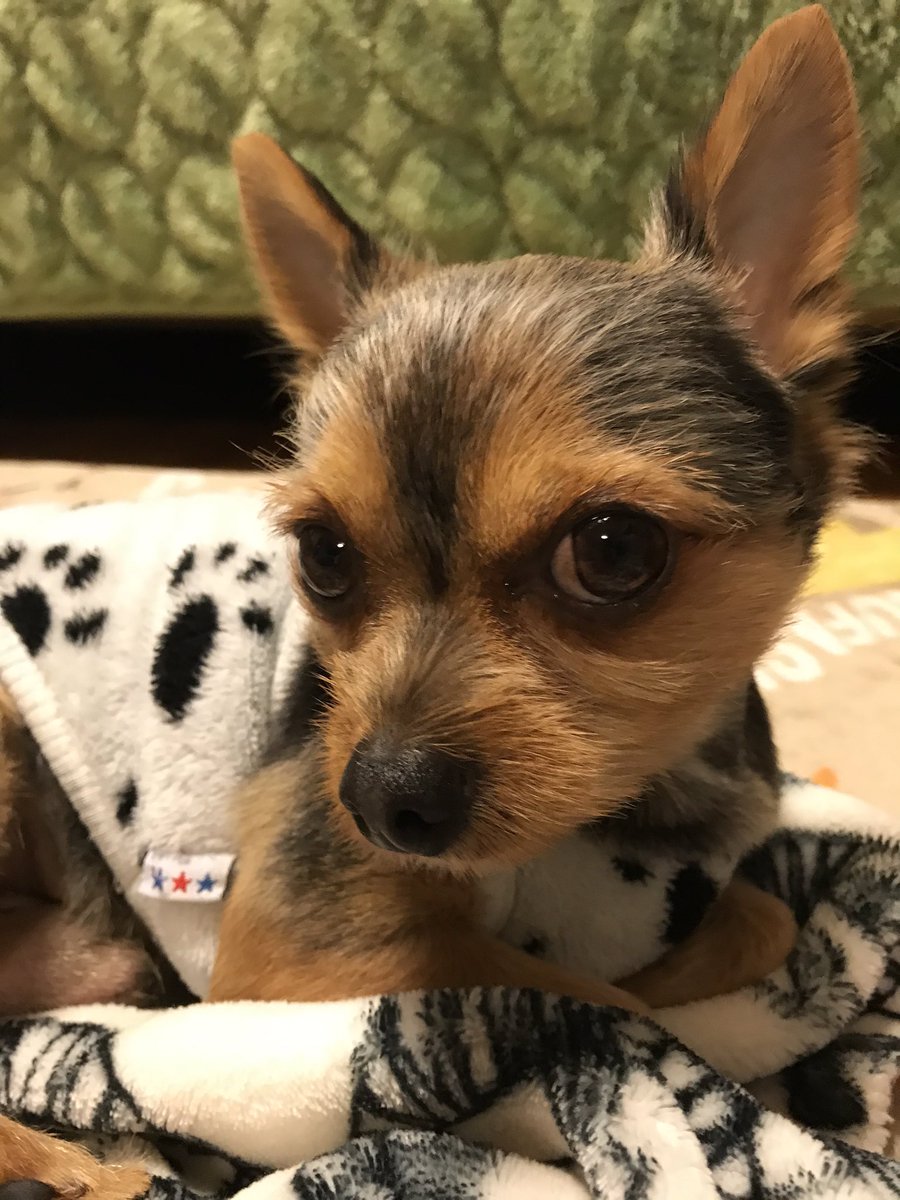 Sat3sat3 ミックス犬 ヨーチワ ヨークシャテリア トリミング 大和 T Co Khyeszszel Twitter Sat3sat3 ミックス犬 ヨーチワ ヨークシャテリア トリミング 大和 T Co Khyeszszel Twitter