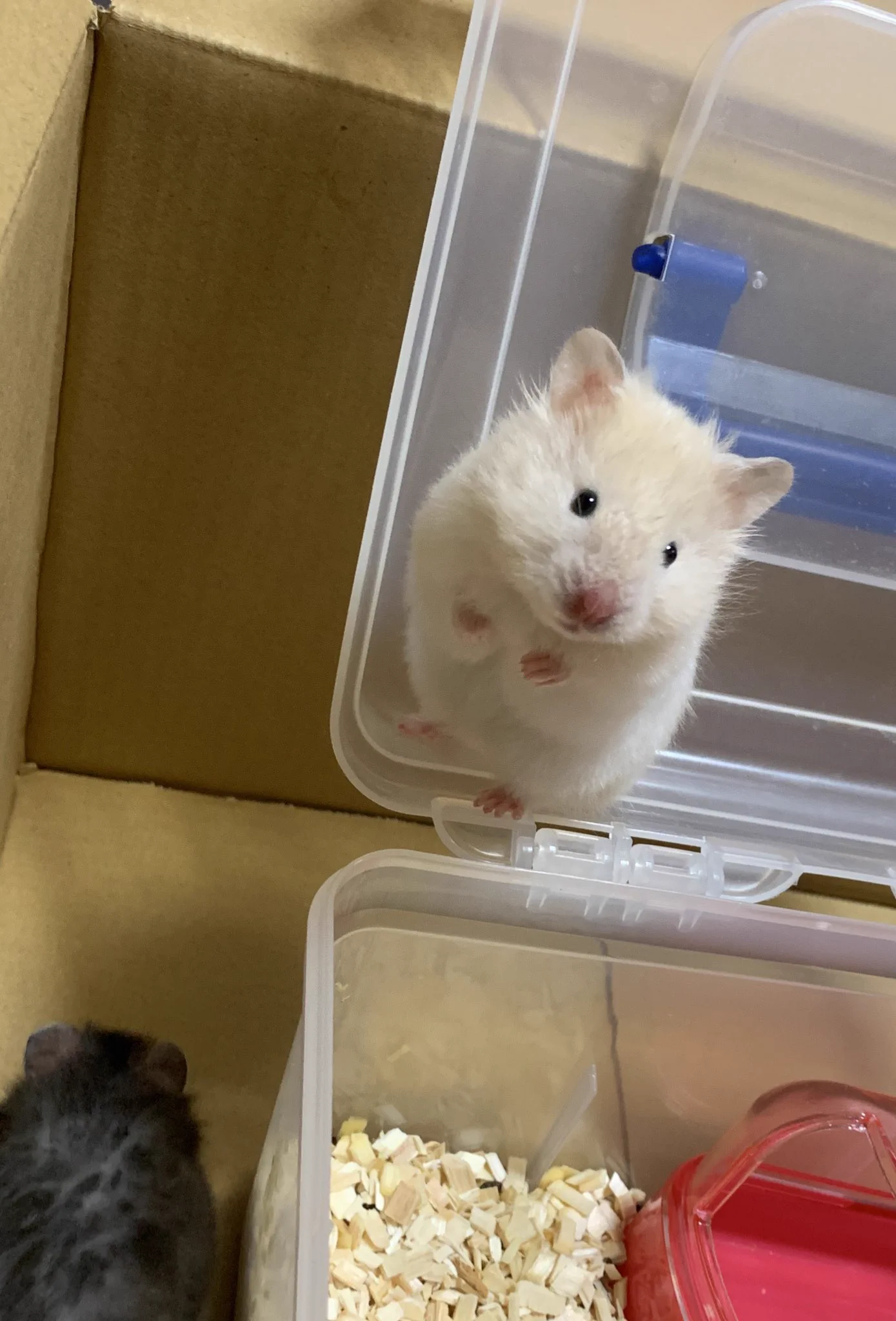 @pet_concierge01 @Lv0401 うちの子にちょっと似てる🥺 