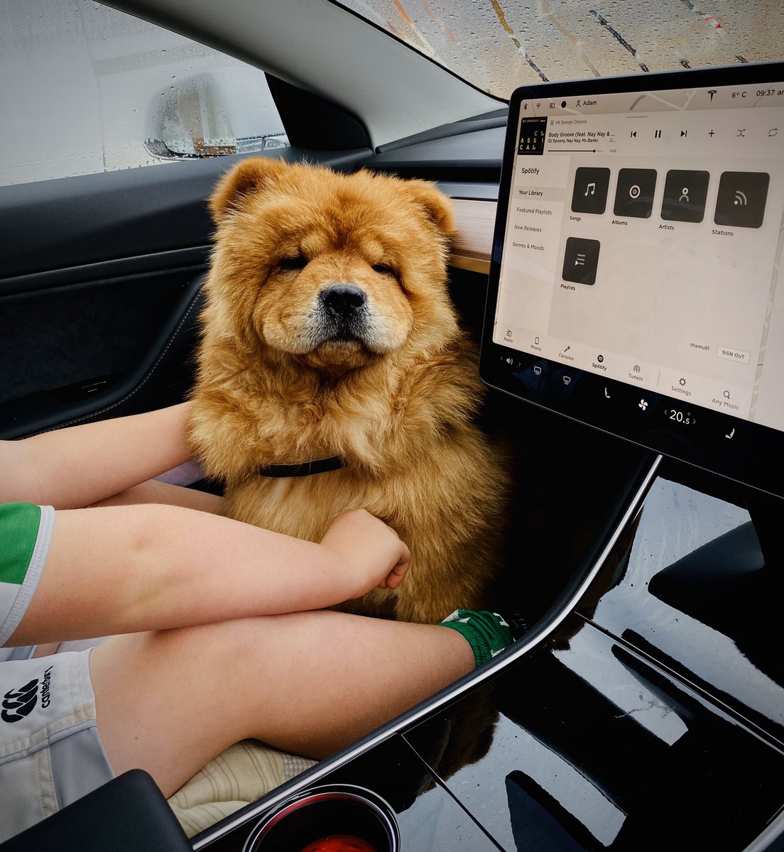 Adamhalsey's tweet image. Not impressed sharing a seat 🦁 #chowchow #chowsoftwitter #dogsoftwitter #dog #teslamodel3