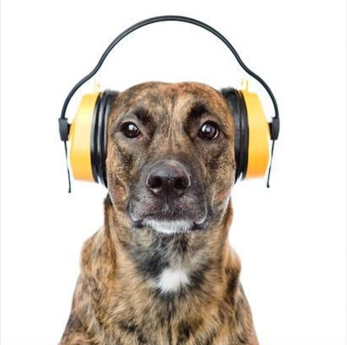 Underdog_Int's tweet photo. #TRAINERTIPSTUESDAY This week, Karen Maher tells us how to deal with the impending onslaught of fireworks! πhttps://t.co/utdsSOjUIH
π§‘πΎ #trainertuesday #trainertips #fireworks #weloveourbehaviorists #dogbehaviour #dogtrainingtips https://t.co/Wi3krvVjYG