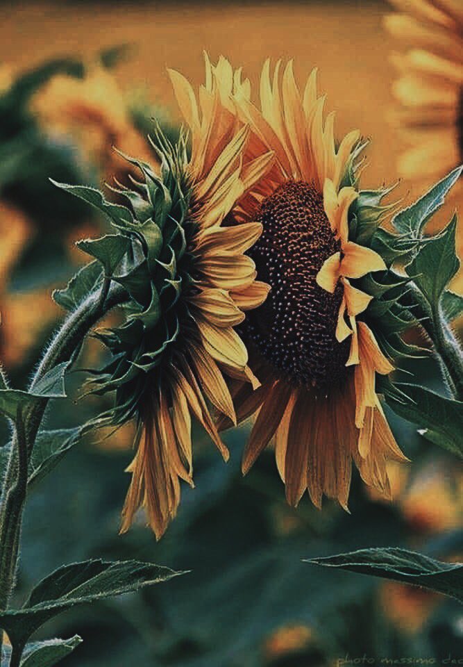 Sunflowers Face Each Other Quote Ida⁹¹ Is Seeing Louis On Twitter: "I Just Found Out That Sunflowers Usually  Face The Sun But When They Cannot Find It They Face Each Other And Idk It  Made Me Smile
