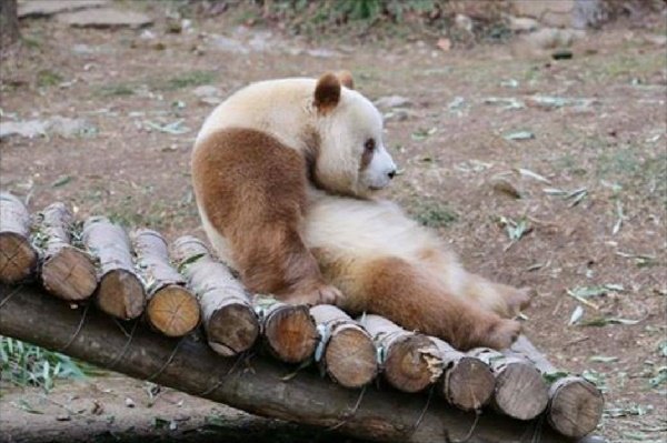 Twitter 上的 ろう へんないきものチャンネル オリ曲出来たよ 茶色のパンダ 世界で過去に5頭 現在は1頭しか存在していない希少な パンダ アルビノ説や先祖返り説があるが なぜ茶色になるか詳しい理由は判明していない 中国では色違いポケモンクラスに