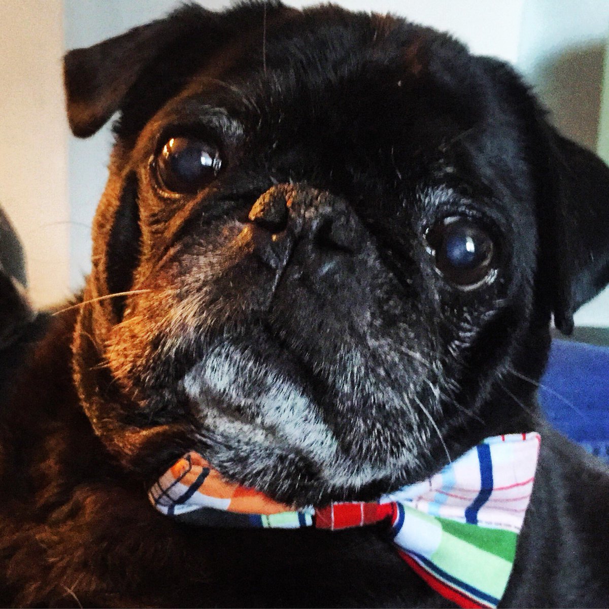 Ridley (the pug) tweet media