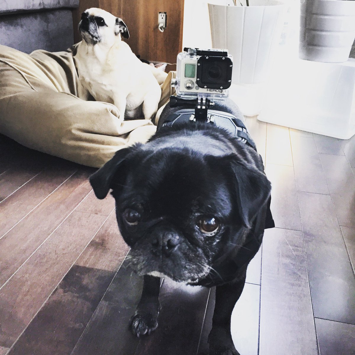 Ridley (the pug) tweet media