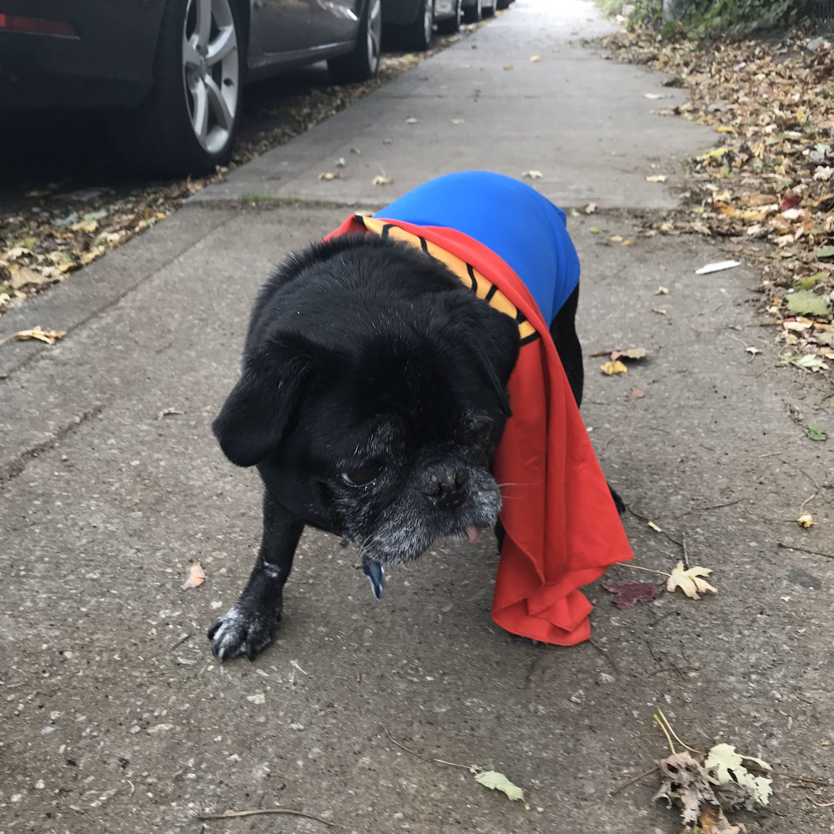 Ridley (the pug) tweet media