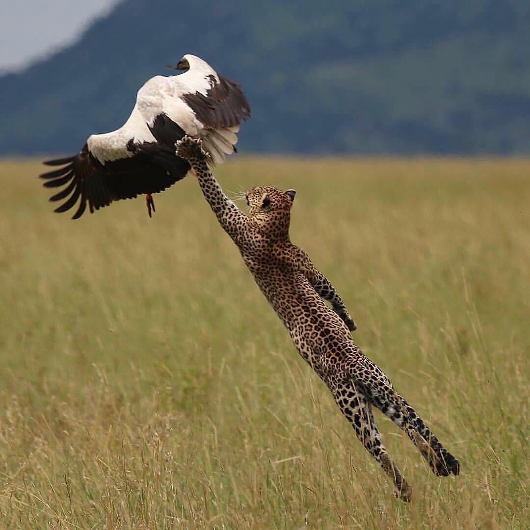 Bayzo13's tweet photo. Arsenal: catch me if you can!
Crystal palace:👇 https://t.co/vZLZwFjBSH