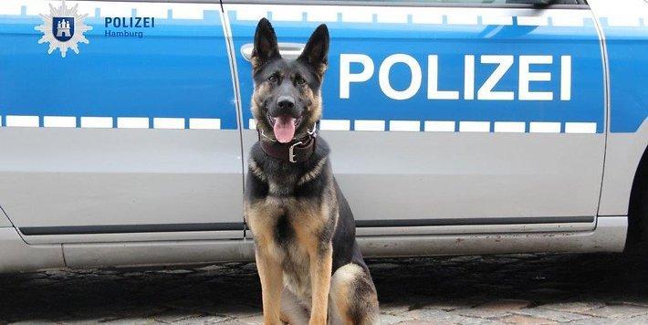 mopo's tweet photo. Nach Einbruch in Hamburg: Polizeihündin „Flora“ fasst Ganoven https://t.co/FMZhaI4BHO https://t.co/zxxNFPBixv