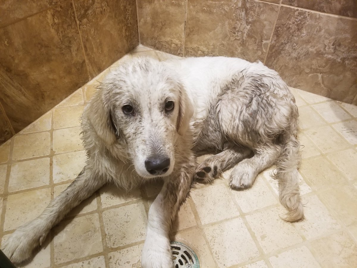 PGIdogs's tweet photo. Baylee had a fun morning but now its time for a bath! How do the white puppies always find the mud puddles? #bathtime #servicedog #hehadfun https://t.co/nV5wDvHpn9