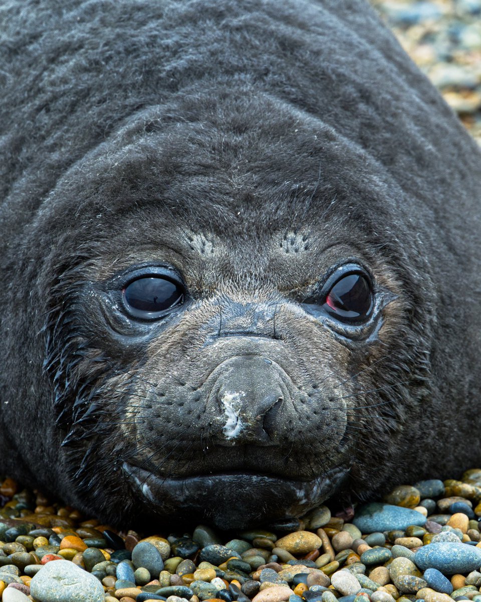 MILK. #ElephantSeals pups are born about five days after the females arrive at the rookery. The babies weight around 32 kg (70 pounds) and will nurse for about 26 days. Southern elephant seal mating occurs during the last few days of the nursing period.  #Patagonia #olympusOMD