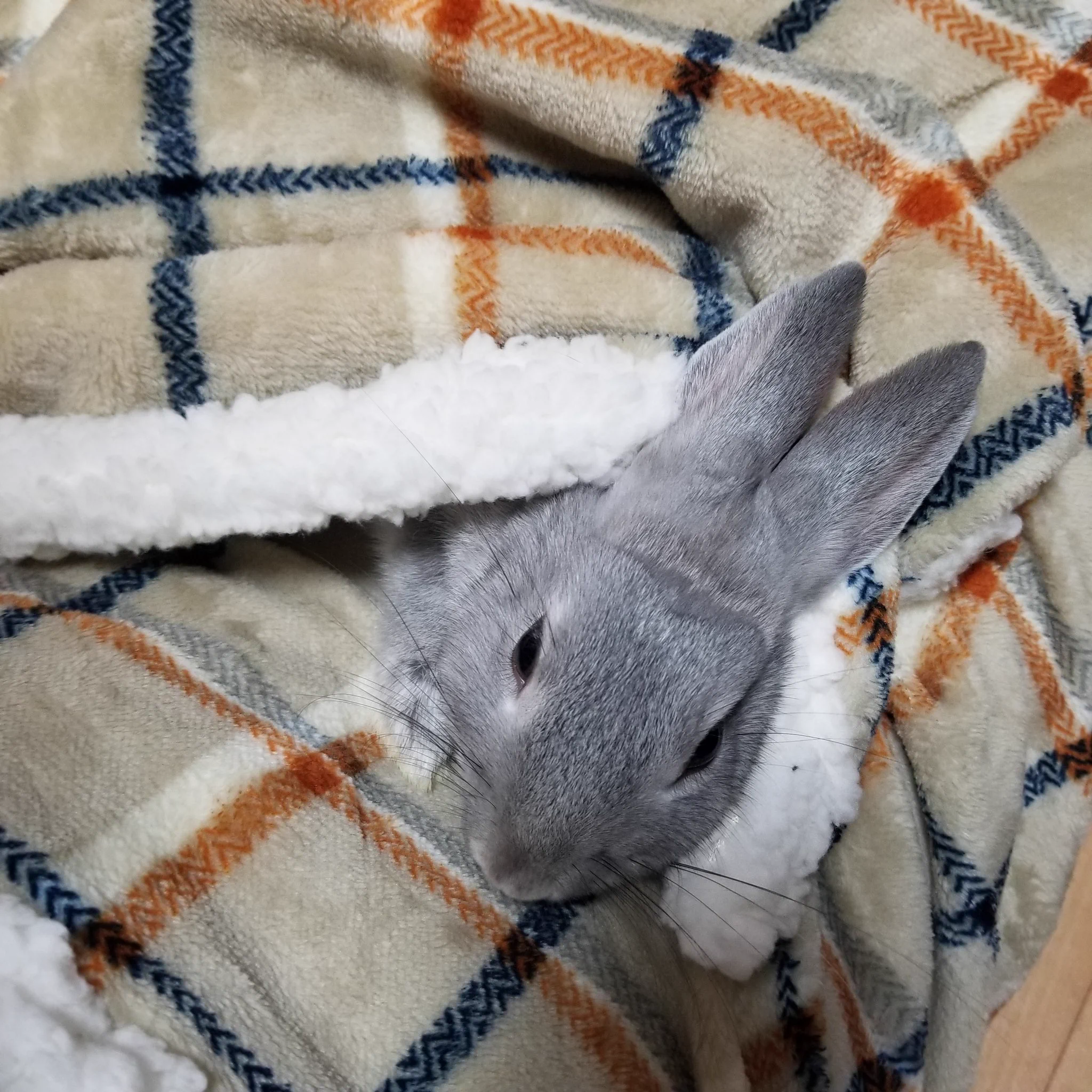 【ペット】あったかいし可愛いし最高のひざ掛けがニトリから販売！