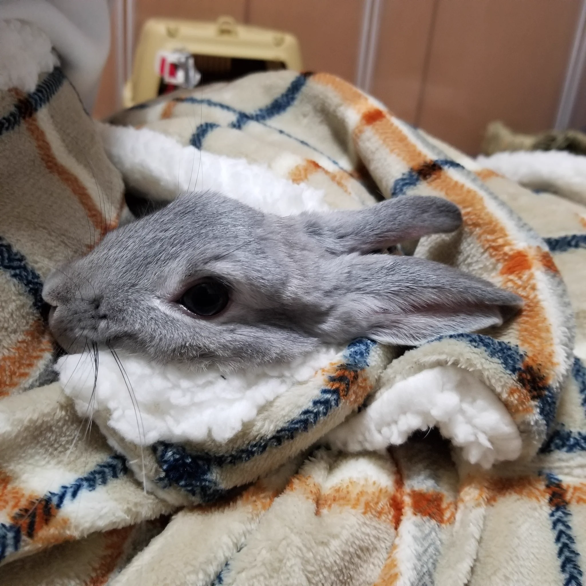 【ペット】あったかいし可愛いし最高のひざ掛けがニトリから販売！