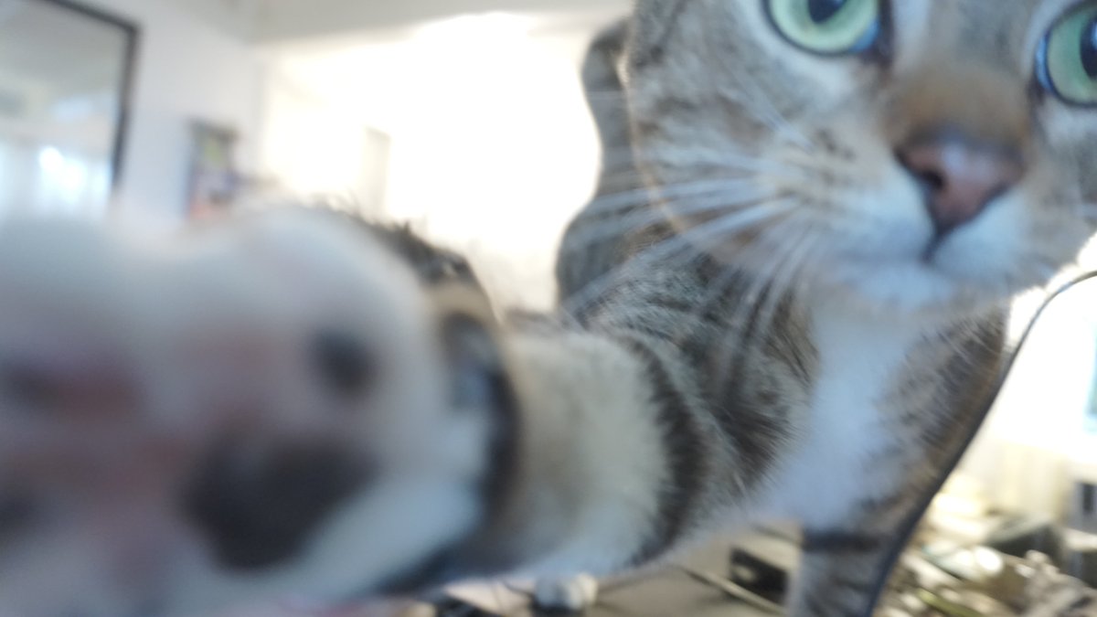 Sarah_Vanth's tweet photo. I thought "selfie shot".. My #Cat Fnug thought "Oh no human - Me shot´ 😂😍 #selfiecat #Caturday https://t.co/tsaP6BZeli