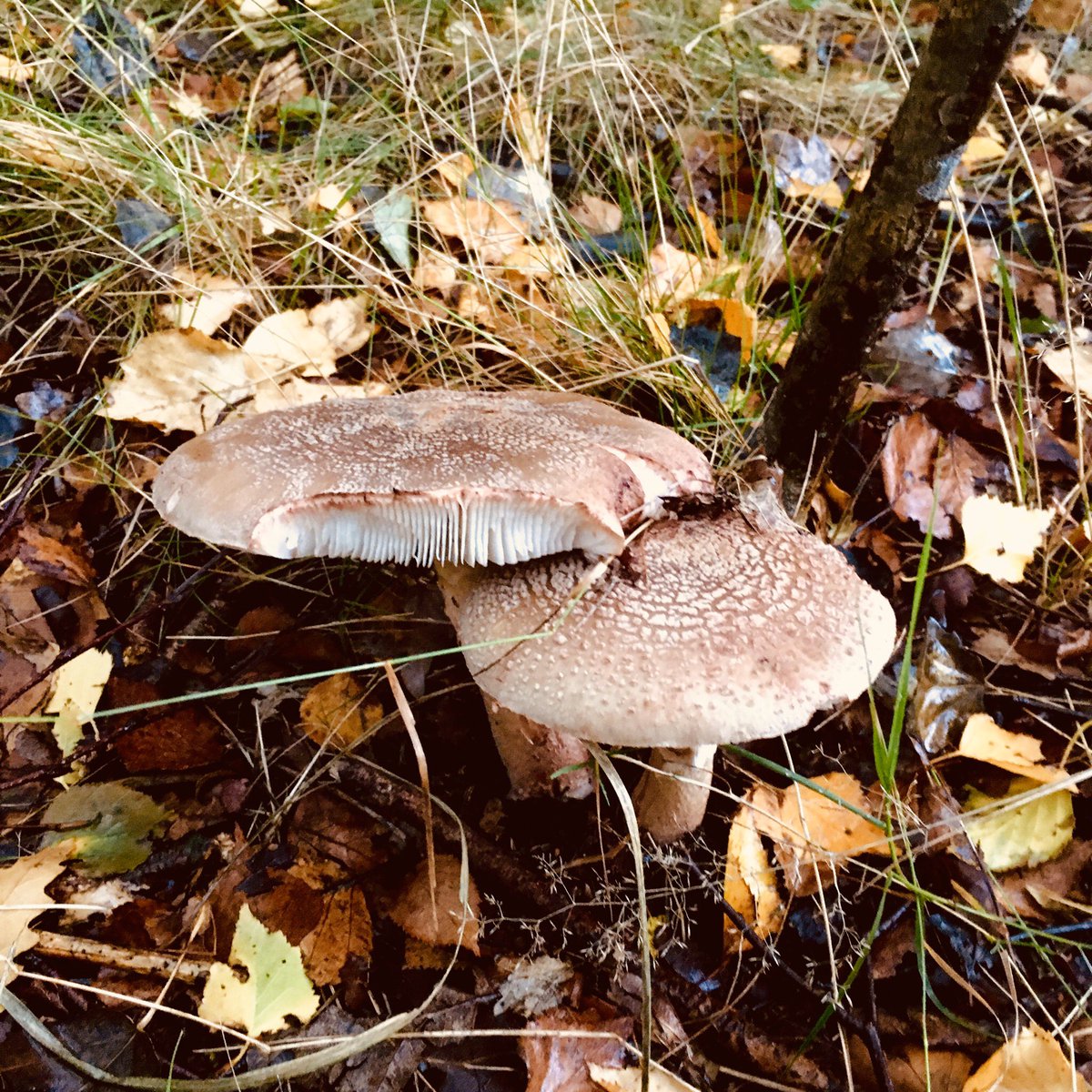 Ricthevic's tweet photo. When through the woods
And forest glades I wander...

Then sings my soul
My Saviour God to thee
How great Thou art

#WimbledonCommon #mushrooms https://t.co/slAJaUFv8Y