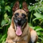 The Hero in the #alBaghdadi Mission: Military Working Canine likely entered the tunnel first. We don't know the extent of his injuries, but we do know he saved the lives of the soldiers he worked with 
#militaryworkingdog #belgianmalinios