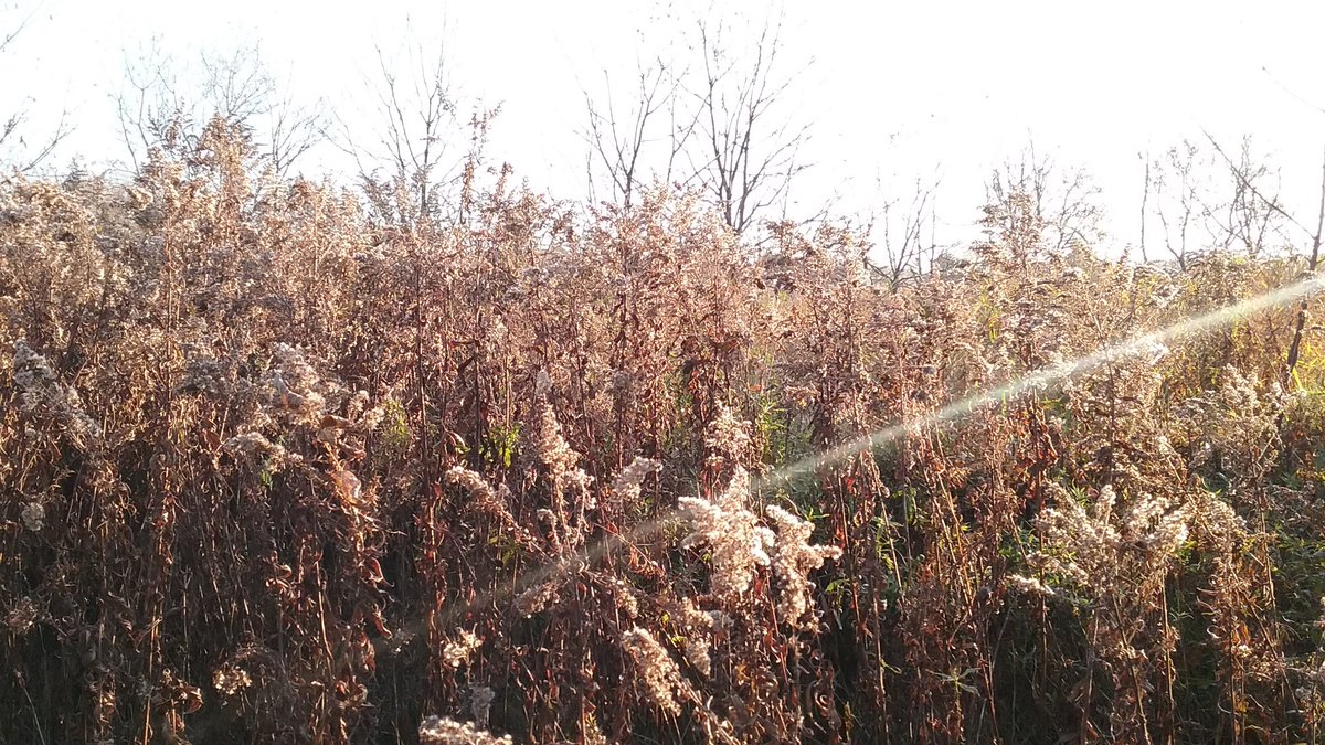 EAVGuchte's tweet photo. "If the day & the night are such that you greet them with joy,...that is your success. The true harvest of my daily life is somewhat as intangible & indescribable as the tints of morning or evening." HDThoreau
#grateful #positivity #faithfulGod #peaceinitall https://t.co/vO1psyV2rV