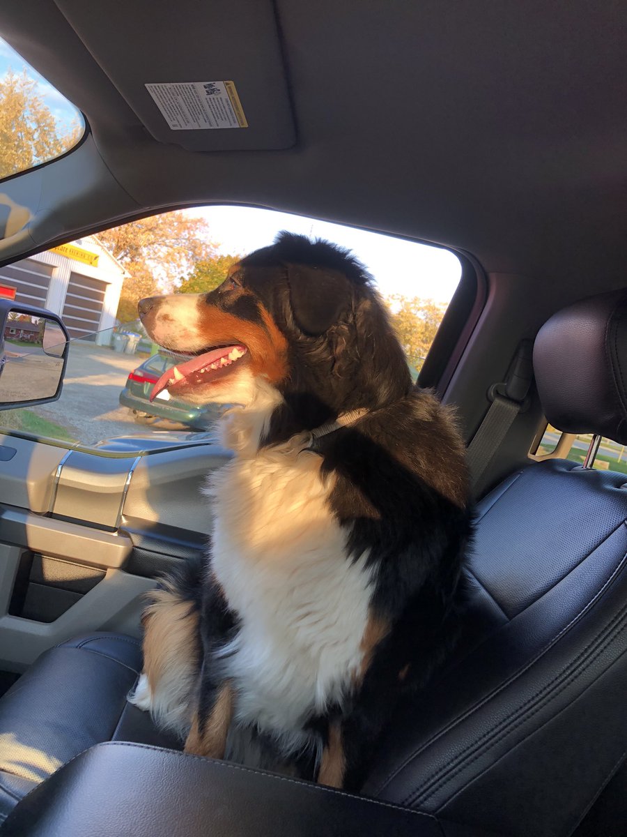 DartingMitt's tweet photo. She graduated to the front seat! 
Big day! https://t.co/GcYqdkYVol