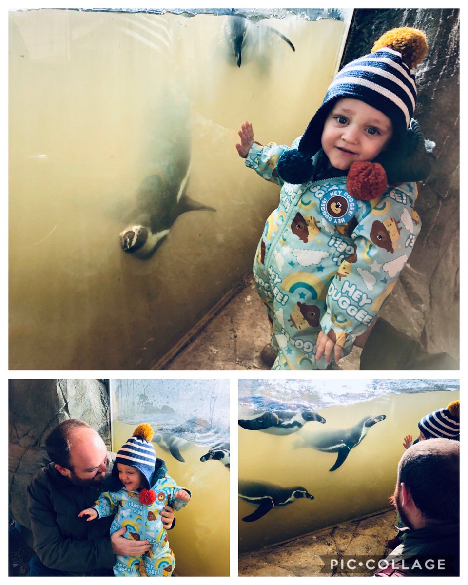 BrookesRosie's tweet image. Lovely family day with these two guys @LothertonHall 🍁👪💛🐧🍂@ammo9dw #Autumn #Pengiuns